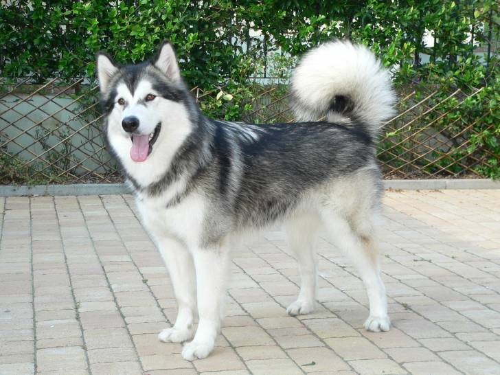 Winnie - Malamute d'Alaska Femelle (3 ans)