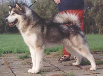 Malamute d'Alaska - Malamute d'Alaska