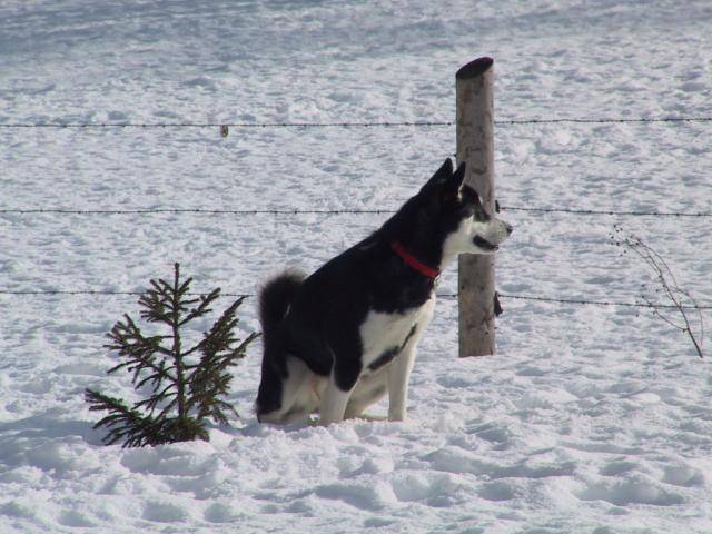 Alaskan Malamute, Vanda Voof - Malamute d'Alaska