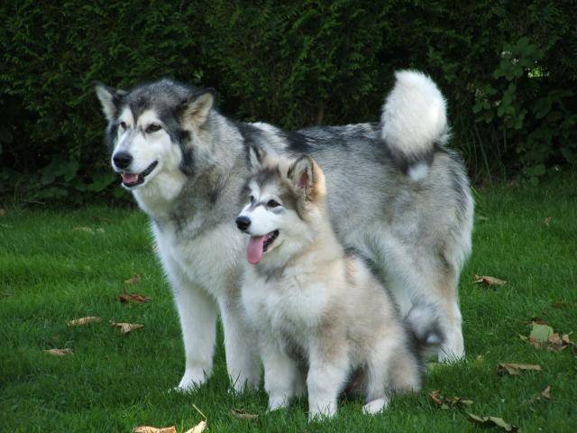 Le Malamute d'Alaska