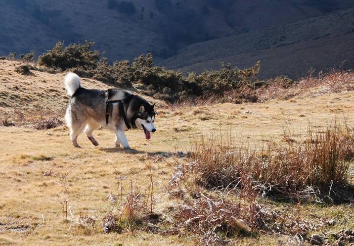 Djuna 4 ans - Malamute d'Alaska (4 ans)