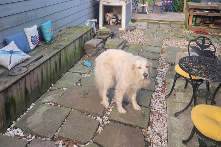 Un Malamute d'Alaska sur des pierres dans une cour