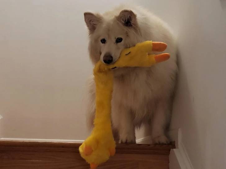 Un Malamute d'Alaska sur une marche d'escalier tenant une peluche dans sa gueule