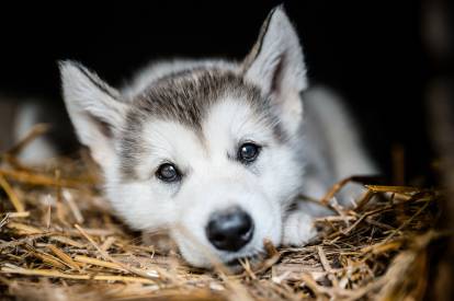 Un jeune Malamute d'Alaska allongé sur de la paille