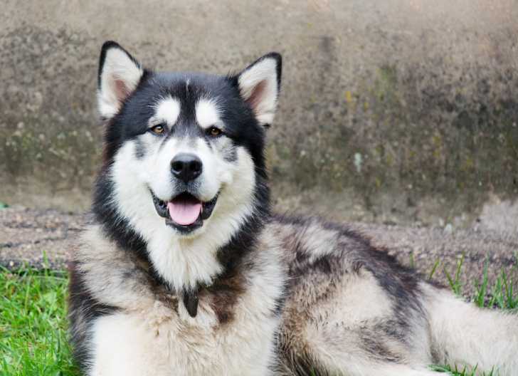 Photo Malamute d'Alaska