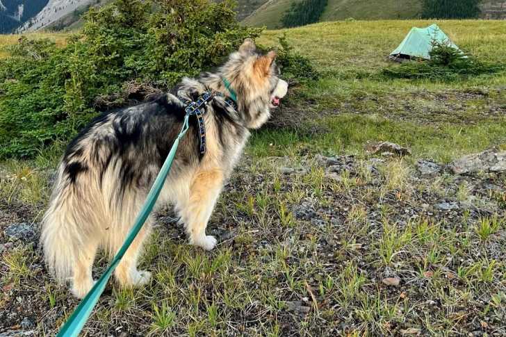 Un Malamute d'Alaska marchant sur un terrain herbeux et tenu en laisse