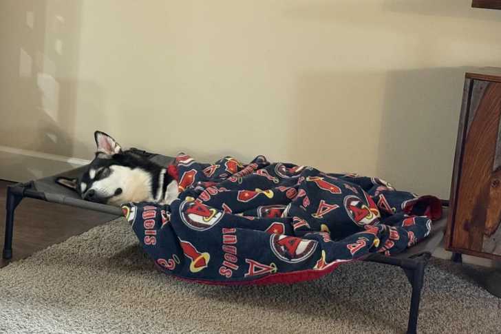 Un Malamute d'Alaska allongé sur un brancard et recouvert d'un pagne