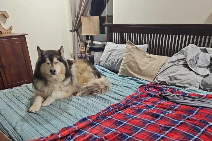 Un Malamute d'Alaska allongé sur un lit