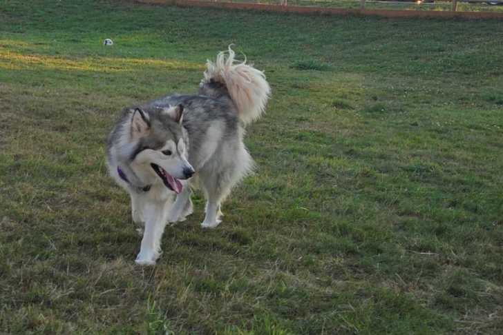 Un Malamute d'Alaska marchant sur un terrain herbeux et tirant la langue