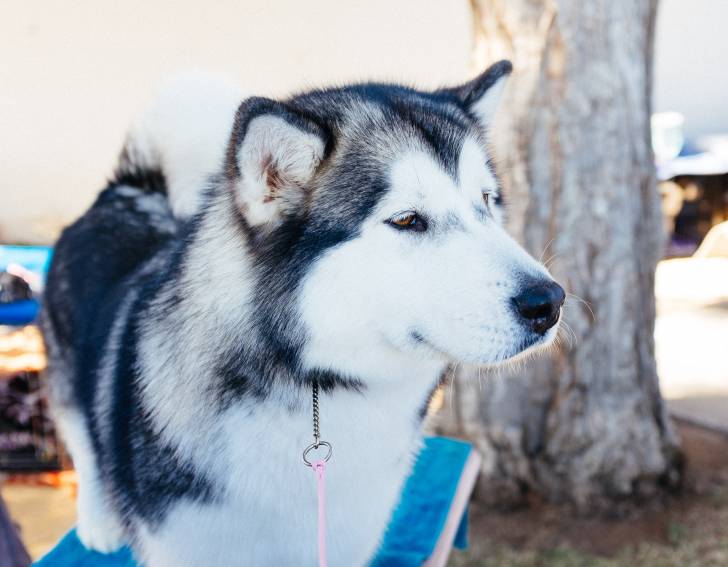 Le Malamute Un Chien Qui Fait Peur