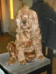 daisy - Cocker Américain (9 ans)