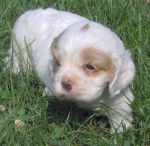 luna - Cocker Américain (1 mois)