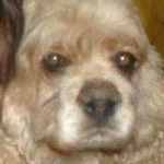 April Naomi - Cocker Américain (10 ans)