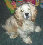 Martyn - Cocker Américain Mâle (2 ans)