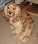 Daisy - Cocker Américain (3 mois)