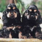 Cocker Américain - Cocker Américain