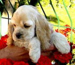 Cocker Américain - Cocker Américain