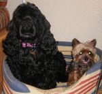 Vanille-Cocker Américain et Scotch-Mini York - Cocker Américain