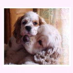 Capucine et Camelle - Cocker Américain