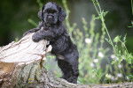 Un Cocker Américain noir qui se tient debout sur un tronc d'arbre 