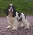 maya - Cocker Américain (3 ans)