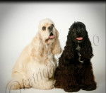 finger - Cocker Américain Mâle (2 ans)