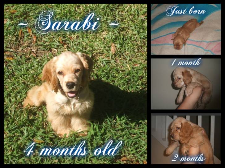 Sarabi - Cocker Américain (4 mois)