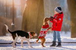 Un Cocker Américain en promenade avec un autre chien et un petit garçon
