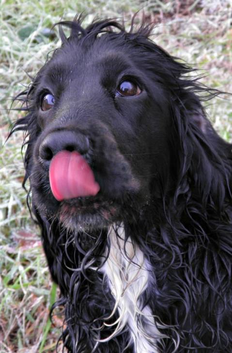 Penny - Cocker Américain Femelle (1 an)