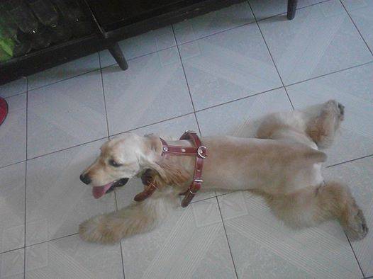 Grumete - Cocker Américain Mâle (8 mois)