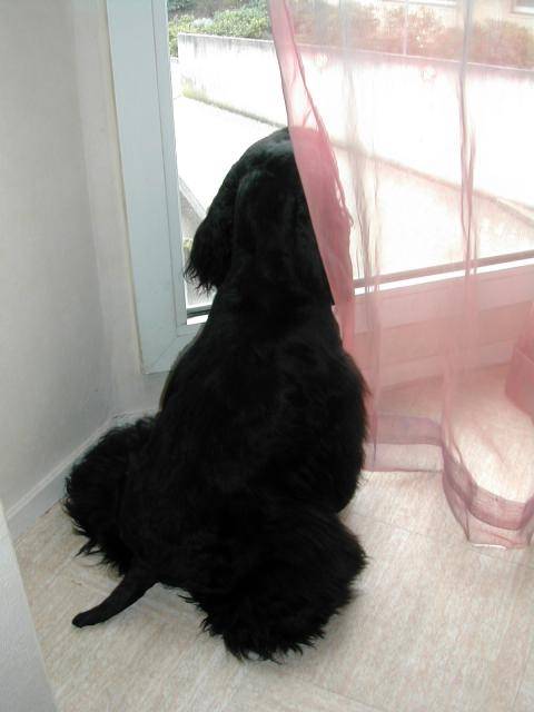 athos cocker américain - Cocker Américain