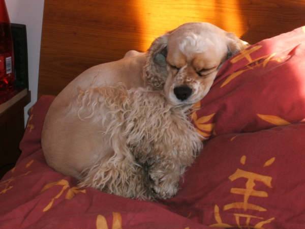 bandit cocker americain - Cocker Américain