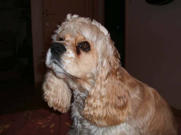 bandit cocker americain - Cocker Américain