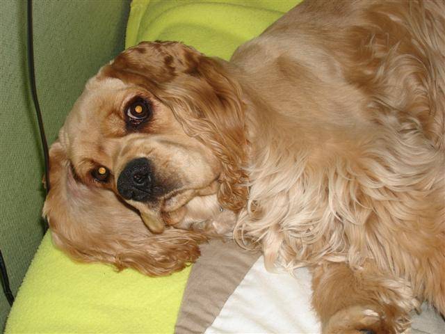 cocker americain - Cocker Américain