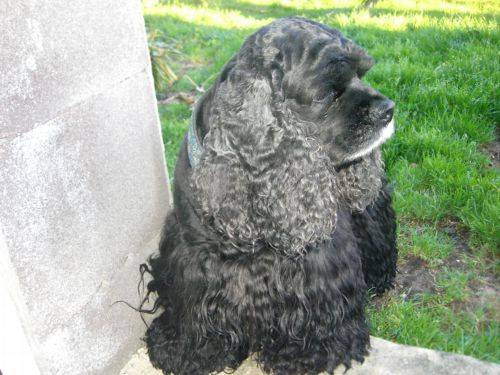 cocker americain unione - Cocker Américain