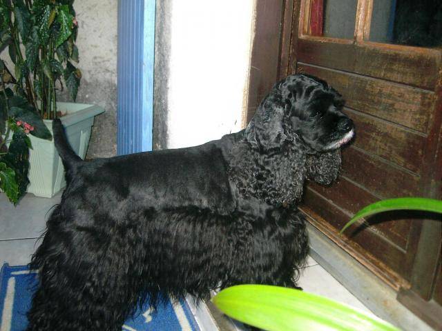 cocker americain unione - Cocker Américain