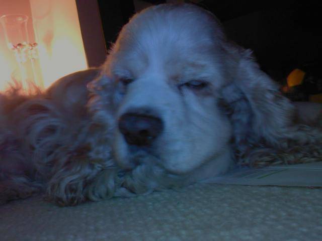 Oscar Cocker americain - Cocker Américain