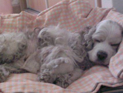 Oscar Cocker americain - Cocker Américain