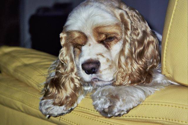Oscar Cocker americain - Cocker Américain
