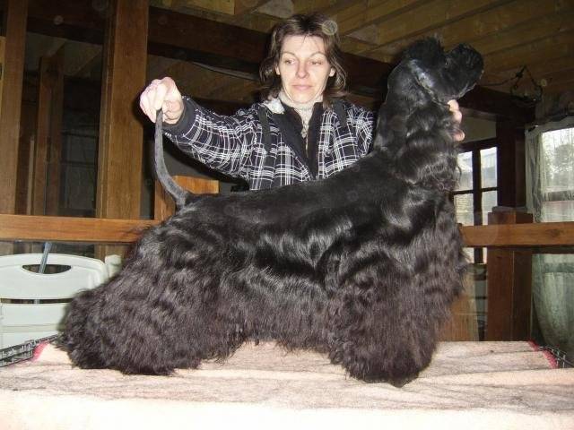 best in show cocker americain - Cocker Américain