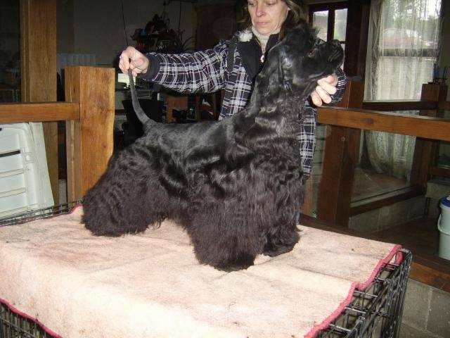 best in show cocker americain - Cocker Américain