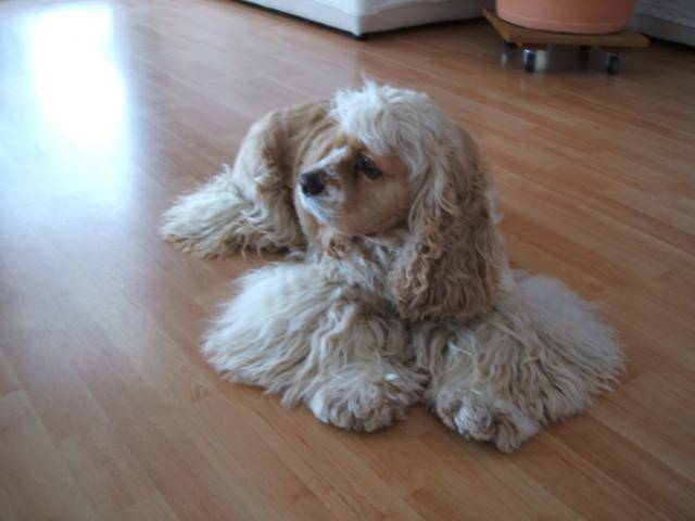 BANDIT LE COCKER AMERICAIN - Cocker Américain