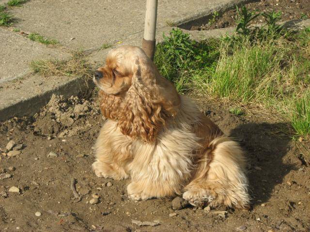 cocker americain britany - Cocker Américain