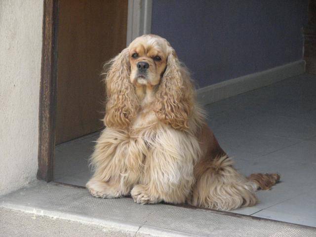 cocker americain britany - Cocker Américain