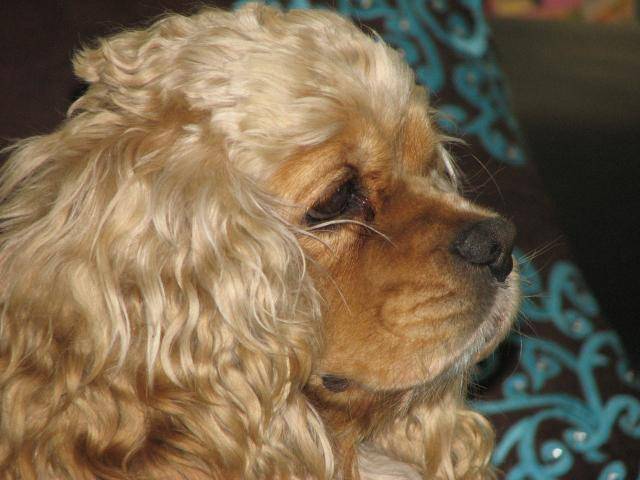 cocker americain britany - Cocker Américain