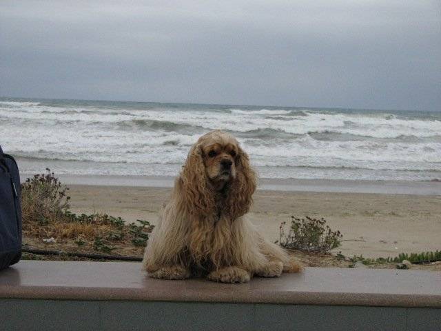 cocker americain britany - Cocker Américain