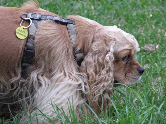 cocker americain britany - Cocker Américain