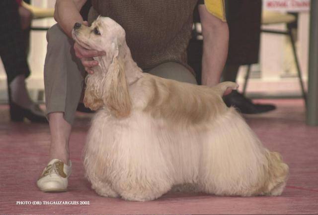 shirley cocker americain - Cocker Américain