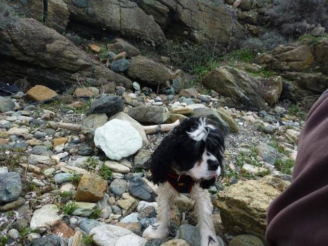 DJANGO COCKER AMERICAIN - Cocker Américain