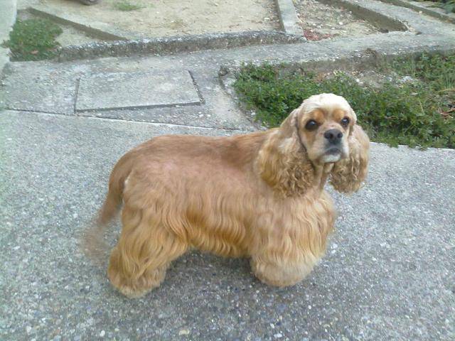 cocker américain britany - Cocker Américain